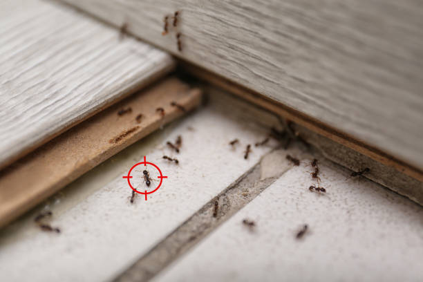 Best Insect Control  in Bovina, TX