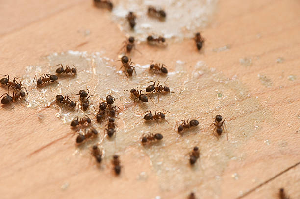 Best Best Pest Control Companies  in Bovina, TX