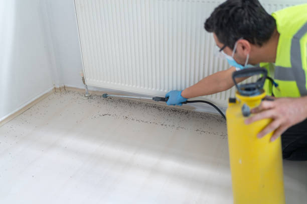 Best Wasp Removal Services  in Bovina, TX